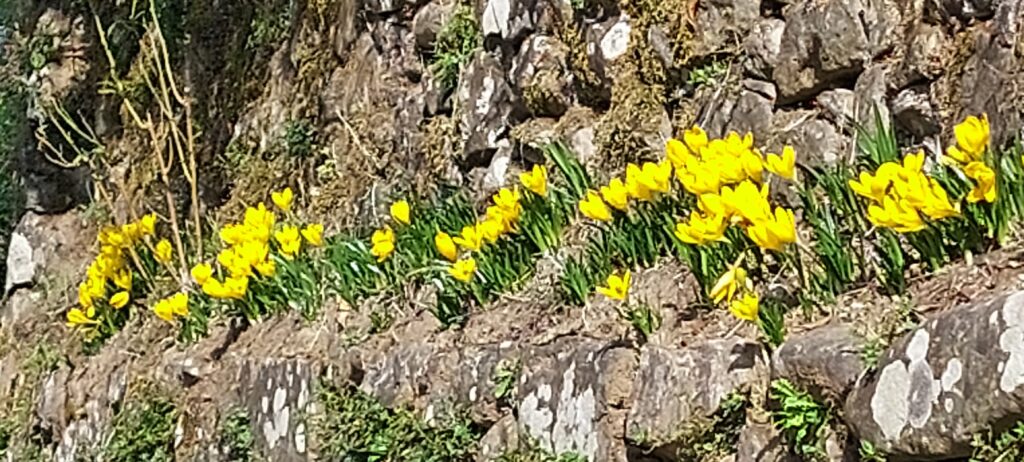 Autumn crocuses (Sternbergia lutea) flowering at Art Toscana, Tuscany